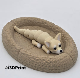 Chihuahua Puppy