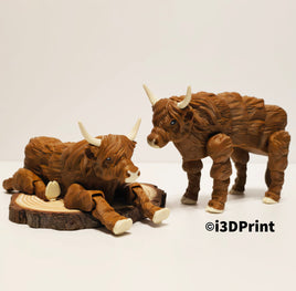 Highland Cow